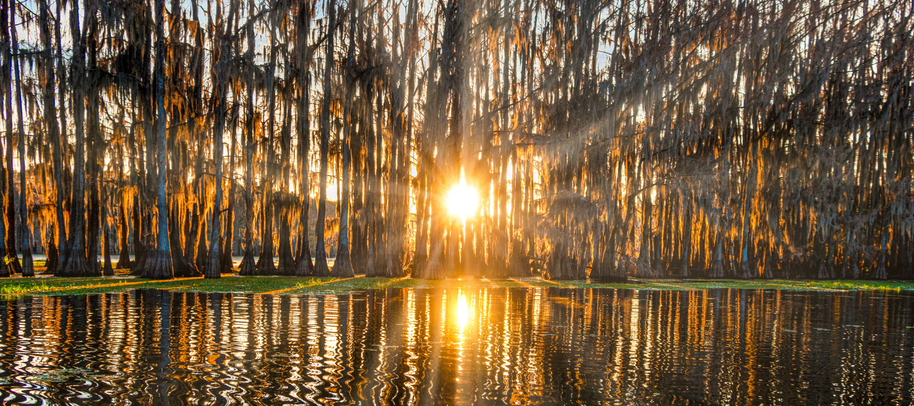Early morning sunlight shining through Louisiana cypress trees over calm bayou water, reflecting the natural environment Bayou Crew protects and restores.
