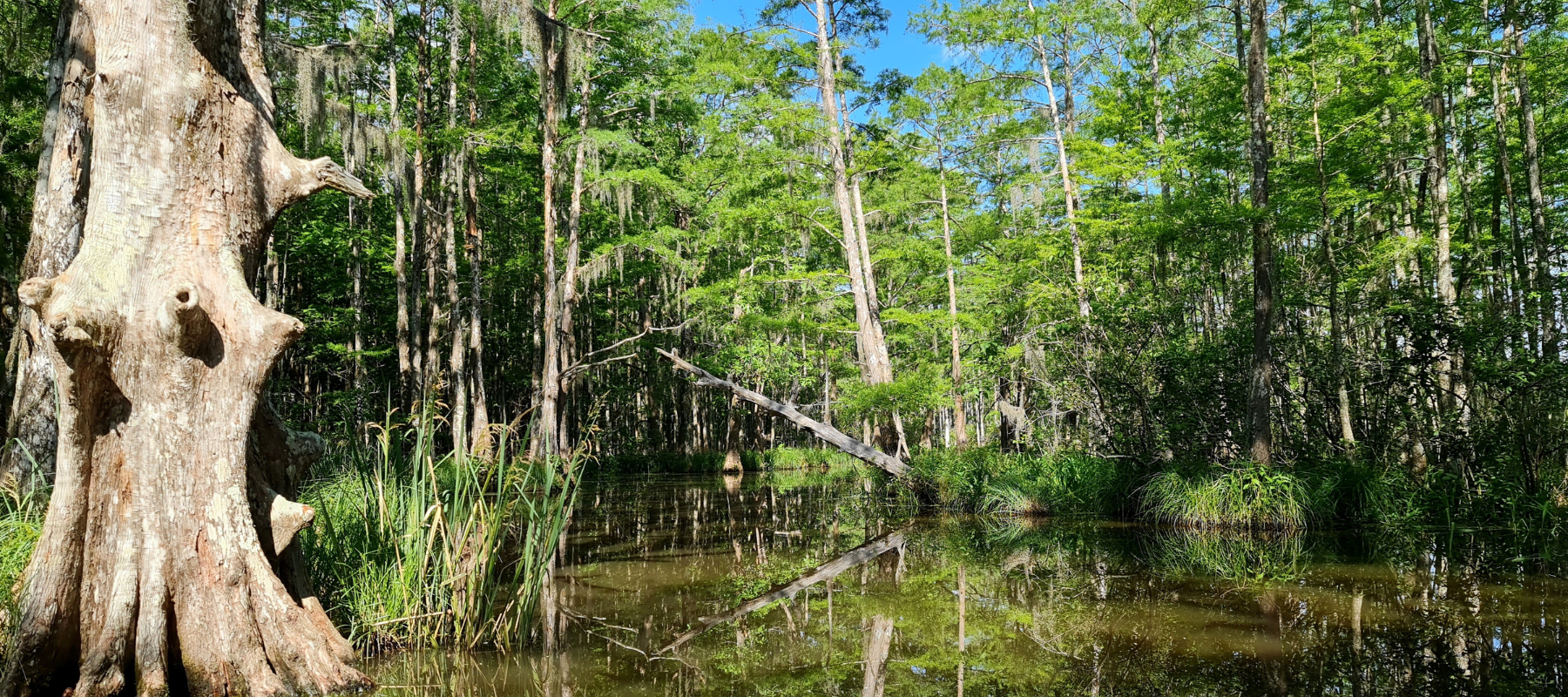 Louisiana cypress swamp with reflective water, marsh grasses, and dense forest, highlighting the natural ecosystems Bayou Crew protects and restores.