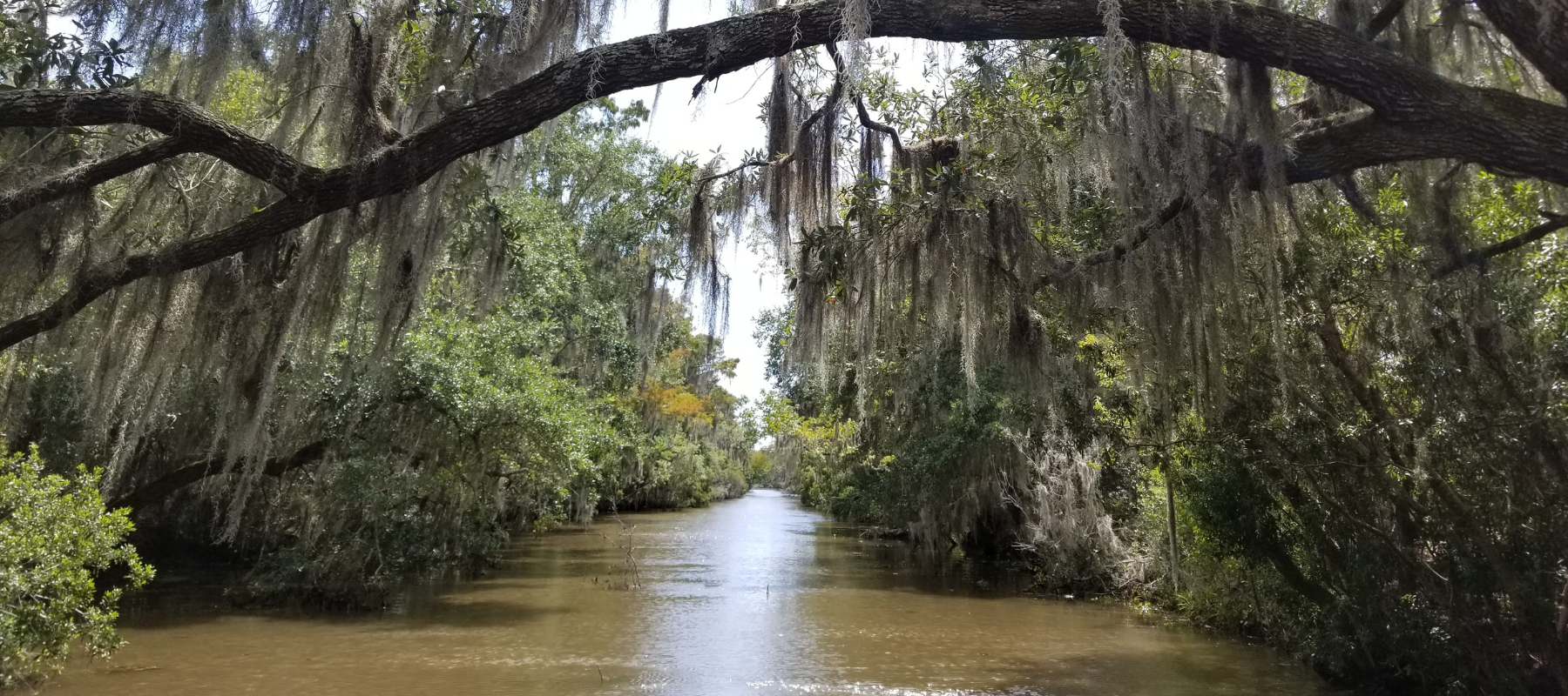Bayou in St. Gabriel, Louisiana with live oak trees draped in Spanish moss